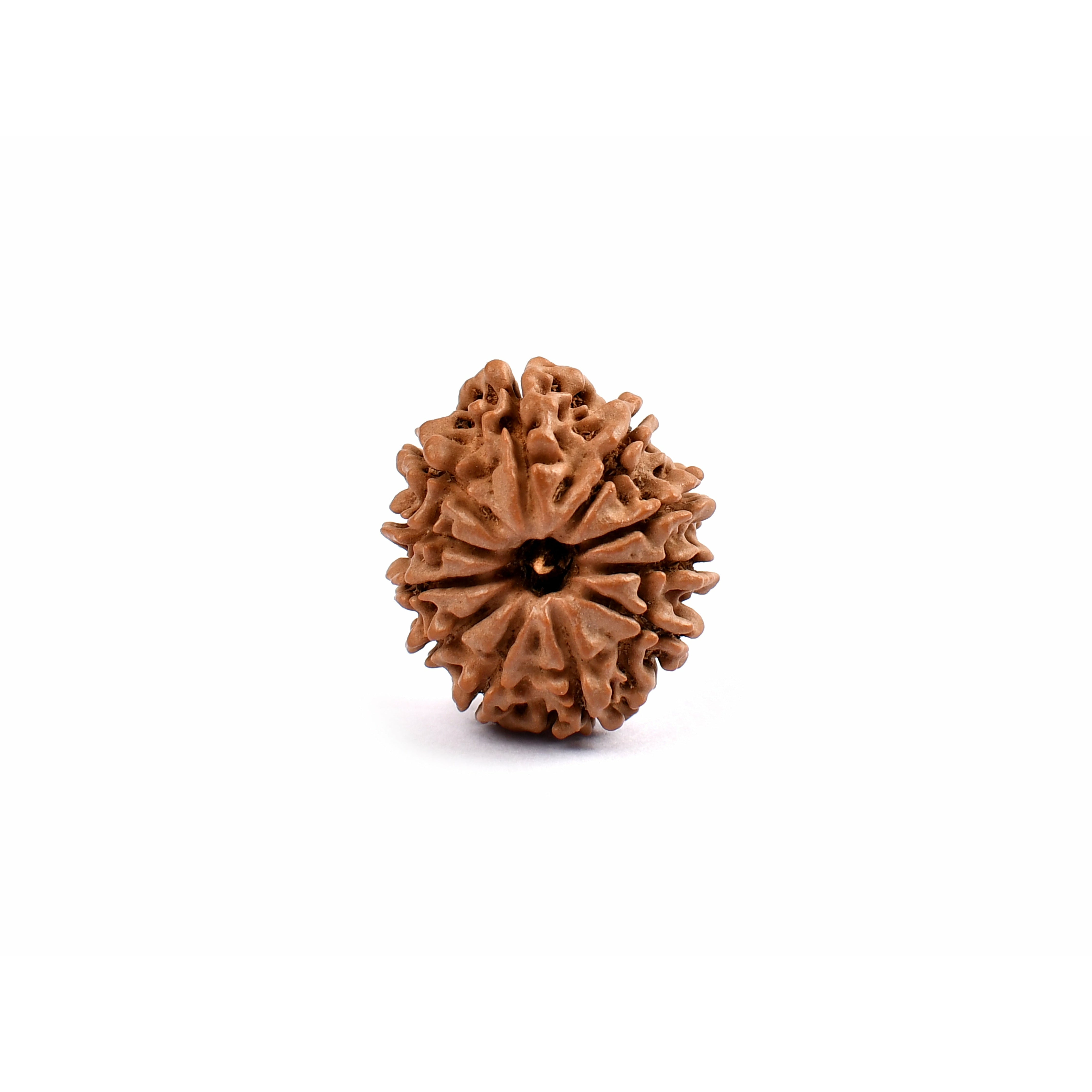 11-Eye Rudraksha (Nepal) - Da coraje, confianza en uno mismo y expresividad